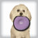 Tuff Enuff Small Breed Disc Dog Toy