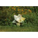 OrlandiStatuary Ornament Zinc Star Statue