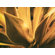 Phoenix Galleries Agave Gold
