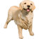 Sandicast Original Size Light Golden Retriever Sculpture