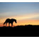 Brewster Home Fashions Phoenix Horse Silhouette Wall Mural
