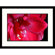 Great American Picture Amaryllis Framed Photograph