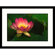 Great American Picture Lotus Flower Framed Photograph