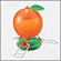 Artline Orange Oriole Feeder