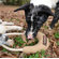 ABO Gear Boomering Dog Toy