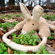 ABO Gear Kangaroo with Rope Dog Toy