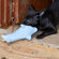 ABO Gear Bottlenose Dolphin Dog Toy