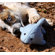 ABO Gear Bottlenose Dolphin Dog Toy