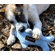 ABO Gear Bottlenose Dolphin Dog Toy