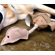 ABO Gear Jute Pheasant Dog Toy