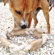 ABO Gear Ring Dog Toy