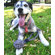 ABO Gear Ball with Handle Dog Toy