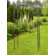 ACHLA Monet Arbor