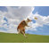 Kurgo Winga Disc Thrower Dog Toy