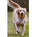 Kurgo Winga Disc Thrower Dog Toy