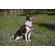 Lupine Pet Wild West 1/2" Adjustable Medium Dog Roman Harness