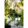 Moroso Rain Table