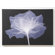 Graham & Brown X-Ray Flower Printed Canvas Art