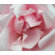 Graham & Brown Pink Petals Printed Canvas Art - 28" X 24"