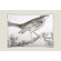 Thomas Paul Ornithology Sham Set