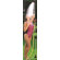 Claber Malibu Outdoor Shower