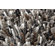 Linie Design Betona Grey Rug