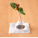 Modern-Twist Jardin Coaster Notz Filled on Clear Base