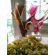 Shahrooz Sculptures and Art Pieces Acrylic Ecstasy Sculpture