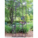Oakland Living Rose Trellis