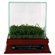 Steiner Sports Texas Stadium Game Used Turf with Etched Glass Display Case and Nameplate