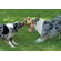 Go Dog Dragon Dog Toy in Periwinkle