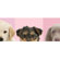 4 Walls Good Dog Mural Style Border