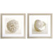 Shell II and III Print Set - 28" x 28"