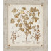 Besler Botanical IV by Besler Florals Art - 29" x 25"