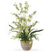 Dancing Lady Silk Orchid Arrangement in Green
