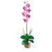 Liquid Illusion Single Phalaenopsis Silk Orchid Arrangement in Mauve
