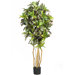 Silk Croton Tree in Green