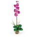 Liquid Illusion Single Phalaenopsis Silk Orchid Arrangement in Orchid