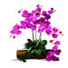 Phalaenopsis Stem in Beauty (Set of 12)