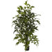4.5' Fishtail Palm Silk Tree
