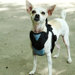 Dog Auto Harness with Tether