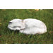 Animals Fat Cat Statue