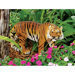 Power and Grace Sumatran Tiger Statue