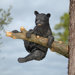 Up A Tree Climbing Bear Cub Statue