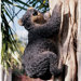Yonva The Climbing Bear Statue