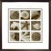 9 Shells Framed Print