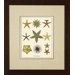 Varieties of Starfish Giclee Print