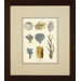 Varieties of Coral Giclee Print