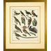 Aviary 3 Framed Print
