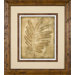 Sepia Ferns 2 Framed Print